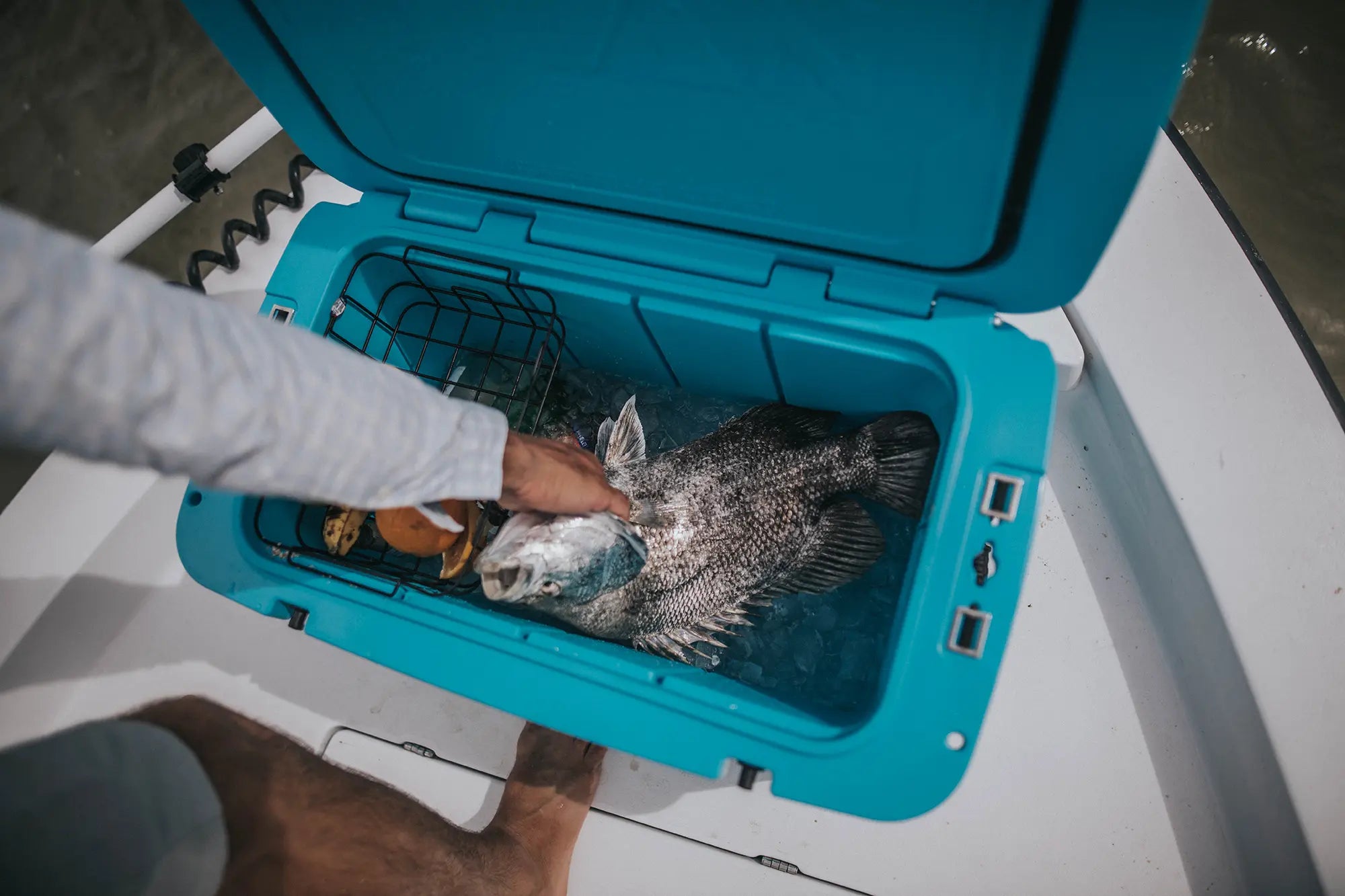 Person pulling out a fresh fish from a Titan Hard Cooler